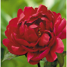 Пион травянистый Мадам Годишо