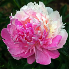 Пион травянистый Мистер Эд