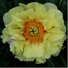 Пион Ориенталь Голд (Ито-гибриды)