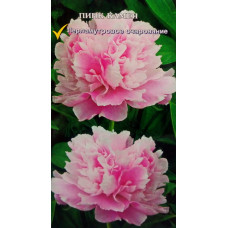 Пион травянистый Пинк Камея