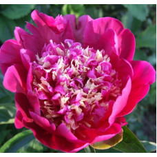 Пион травянистый Спиффи