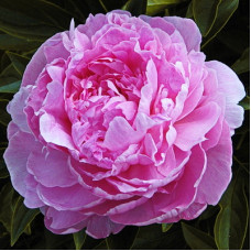 Пион травянистый Сьюзи Кью