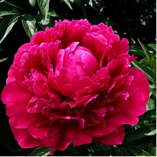 Пион травянистый Ред Мэджик