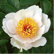 Пион травянистый Реквием