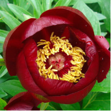 Пион Шоколадный Солдатик 