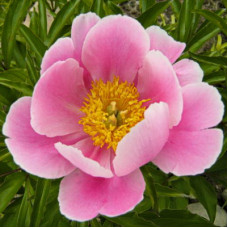 Пион травянистый Софт Салмон Сосер