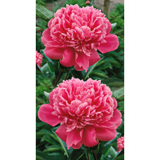 Пион травянистый Эдулис Суперба