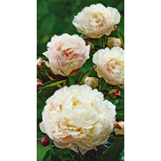 Пион травянистый Ширли Темпл