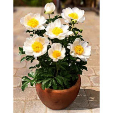 Пион травянистый Дублин (для патио)