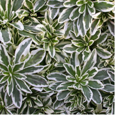 Арабис Фердинанда Кобургского Вариегата