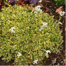 Арабис Фердинанда Кобургского Олд Голд 