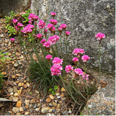 Армерия приморская Рубрифолия