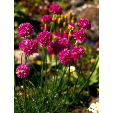 Армерия приморская Спленденс Перфекта 