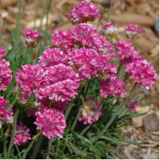 Армерия приморская Рубра