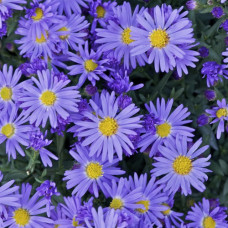 Астра кустарниковая Профессор Антон Киппенберг