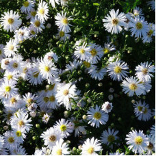 Астра кустарниковая Сноуспрайт