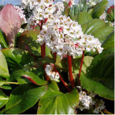 Бадан Брессингем Вайт (гибридный)