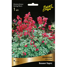 Дицентра Бенинг Хартс (красивая)