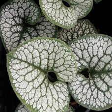 Бруннера крупнолистная Сиа Харт 