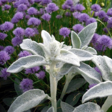 Чистец (Стахис) шерстистый Овечьи ушки  