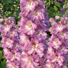 Дельфиниум гибридный Мэджик Фонтейн Черри Блоссом Вайт Би 