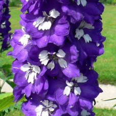 Дельфиниум гибридный Мэджик Фонтейн Дарк Блю Вайт Би 