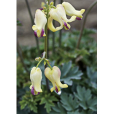 Дицентра Лав Хартс