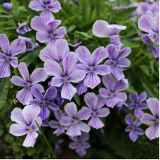 Фиалка рогатая