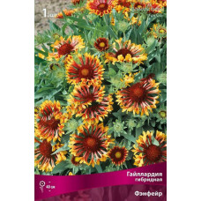 Гайлардия Фэнфейр (гибридная)