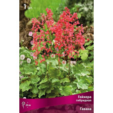Гейхера Гавана (гибридная)