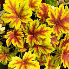 Гейхерелла Голден Зебра