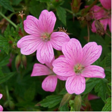 Герань оксфордская А.Т. Джонсон