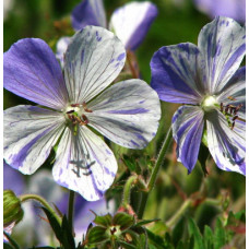 Герань луговая Сплиш Сплэш