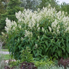 Горец изменчивый