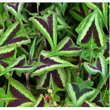 Горец мелкоголовый Пёпл Фэнтэзи