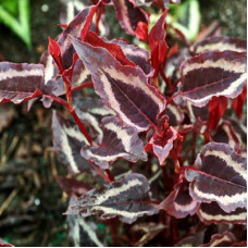 Горец мелкоголовый  Ред Дрэгон