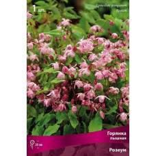 Горянка пышная Розеум