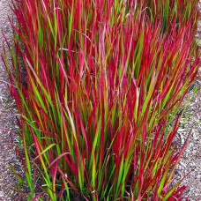 Императа цилиндрическая Ред Барон 