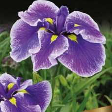 Ирис Кристал Хело (японский)