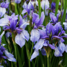 Ирис сибирский Блу Кинг 