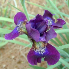 Ирис сибирский Хаббард 