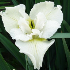 Ирис сибирский Харпсвелл Хэппинесс 