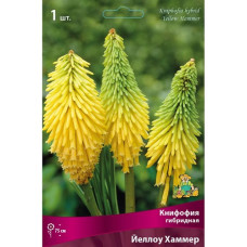 Книфофия Йеллоу Хаммер (гибридная)