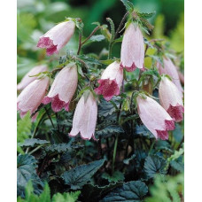 Колокольчик точечный Хот Липс