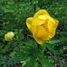 Купальница европейская