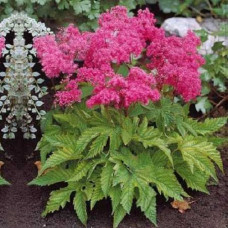 Лабазник пурпурный