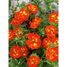 Лапчатка  Вильям Роллиссон (гибридная)