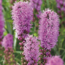Лиатрис колосковый Кобольд
