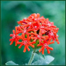 Лихнис халцедонский Зорька