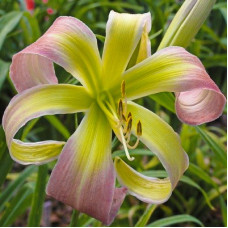 Лилейник гибридный Десерт Исисл